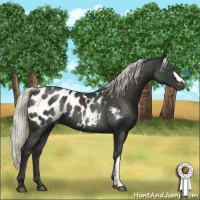 Horse Color:Liver Chestnut Mushroom Appaloosa 