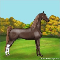 Horse Color:Liver Chestnut 
