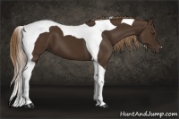 Horse Color:Liver Chestnut Tobiano