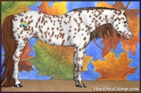 Horse Color:Chestnut Appaloosa 