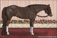Horse Color:Liver Chestnut 