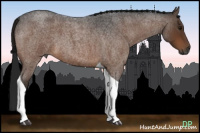 Horse Color:Gray Bay Roan Tobiano 