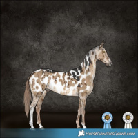 Horse Color:Gray Liver Red Dun Sabino Appaloosa Brindle