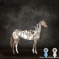 Horse Color:Gray Liver Red Dun Sabino Appaloosa Brindle 
