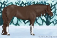 Horse Color:Liver Chestnut 