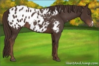 Horse Color:Liver Chestnut Appaloosa 