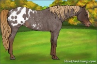 Horse Color:Liver Red Roan Appaloosa 
