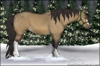 Horse Color:Buckskin Dun 