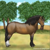Horse Color:Buckskin 