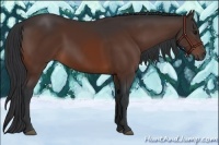 Horse Color:Brown 
