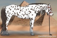Horse Color:Liver Chestnut Near Leopard 