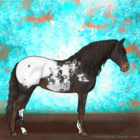 Horse Color:Liver Chestnut Appaloosa
