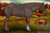Horse Color:Liver Red Roan 