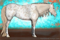 Horse Color:Perlino Appaloosa 