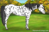 Horse Color:Black Near Leopard 