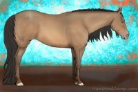 Horse Color:Amber Champagne 