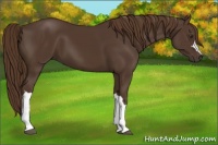 Horse Color:Liver Chestnut 