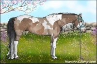 Horse Color:Brown Dun Sabino Splash Tobiano and Brown Dun Sabino Splash Tobiano