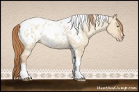 Horse Color:Gold Champagne Roan Dun Splash Tobiano Frame Appaloosa Rabicano 
