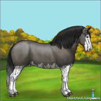 Horse Color:Grullo Sabino Splash  and Gray Grullo Sabino Splash 