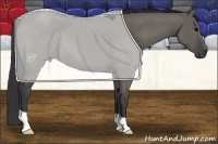 Horse Color:Grullo 
