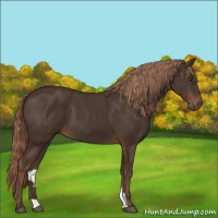 Horse Color:Liver Chestnut