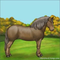Horse Color:Chocolate Palomino 