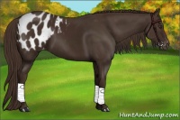 Horse Color:Liver Chestnut Appaloosa