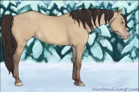 Horse Color:Amber Champagne Dun
