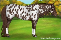 Horse Color:Liver Chestnut Near Leopard 