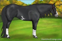 Horse Color:Black Splash Frame