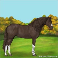 Horse Color:Liver Chestnut 