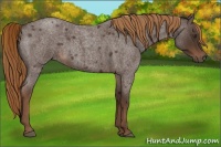 Horse Color:Liver Red Roan 