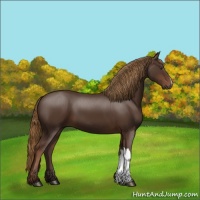Horse Color:Liver Chestnut 
