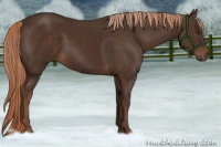 Horse Color:Liver Chestnut 