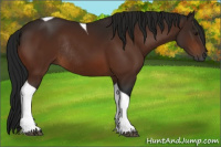 Horse Color:Gray Bay Tobiano Rabicano 