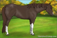 Horse Color:Liver Chestnut 