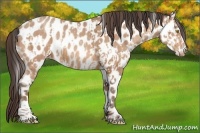 Horse Color:Amber Champagne Appaloosa  and Amber Champagne Appaloosa 