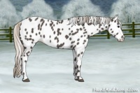 Horse Color:Silver Black Appaloosa
