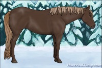 Horse Color:Liver Chestnut 