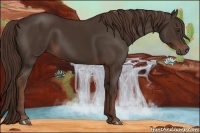 Horse Color:Liver Chestnut 