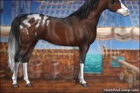 Horse Color:Bay Splash Appaloosa