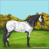 Horse Color:Blue Roan Near Leopard 