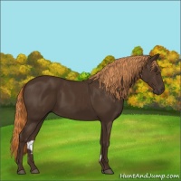 Horse Color:Liver Chestnut 