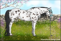 Horse Color:Brown Tobiano Appaloosa