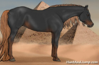 Horse Color:Gray Liver Chestnut
