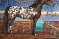 Horse Color:Buckskin Appaloosa 