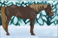 Horse Color:Liver Chestnut 