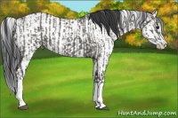 Horse Color:Grullo Sabino Splash  and Grullo Sabino Splash 