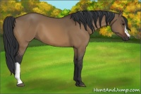 Horse Color:Brown Dun 